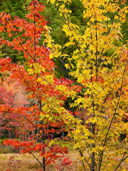 USA, New Hampshire, White Mountains, Young maples in autumn