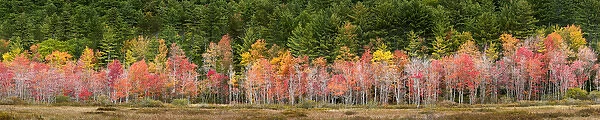 USA, New Hampshire, White Mountains, Panoramic view of maples in autumn