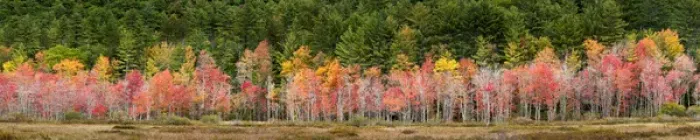Framed Print : USA, New Hampshire, White Mountains, Panoramic view of maples in autumn Framed Print : USA, New Hampshire, White Mountains, Panoramic view of maples in autumn