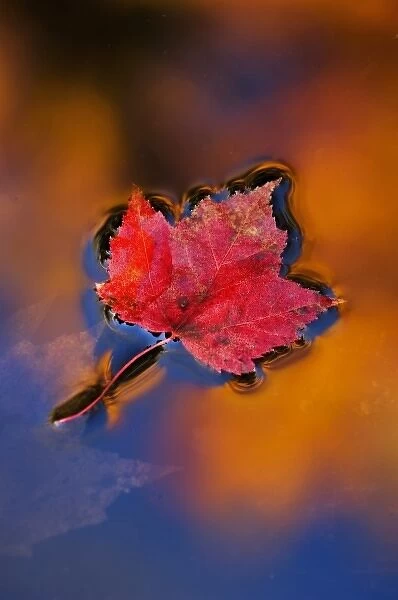 USA, New Hampshire, White Mountains, Maple Leaf in Fall Reflections