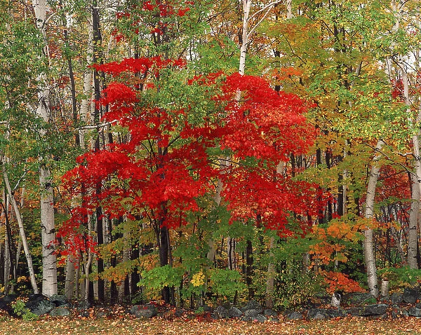 USA, New Hampshire, White Mountains National Forest, Red Maple tree and White Birch