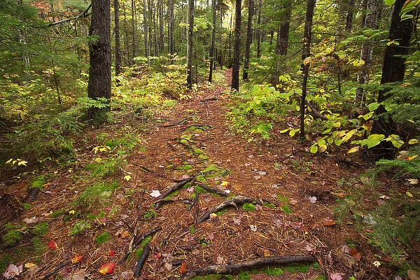USA, New Hampshire, White Mountains. Path through a forest