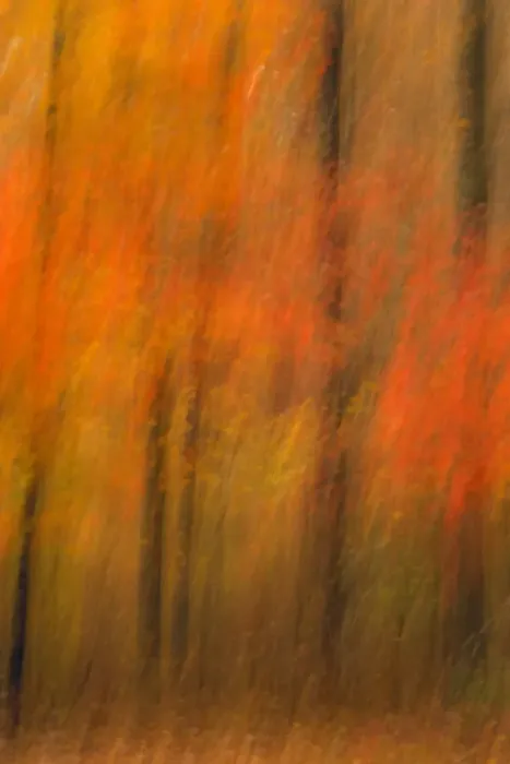Framed Print : USA, New Jersey, Belleplain State Forest. Abstract of forest in autumn. Credit as Framed Print : USA, New Jersey, Belleplain State Forest. Abstract of forest in autumn. Credit as