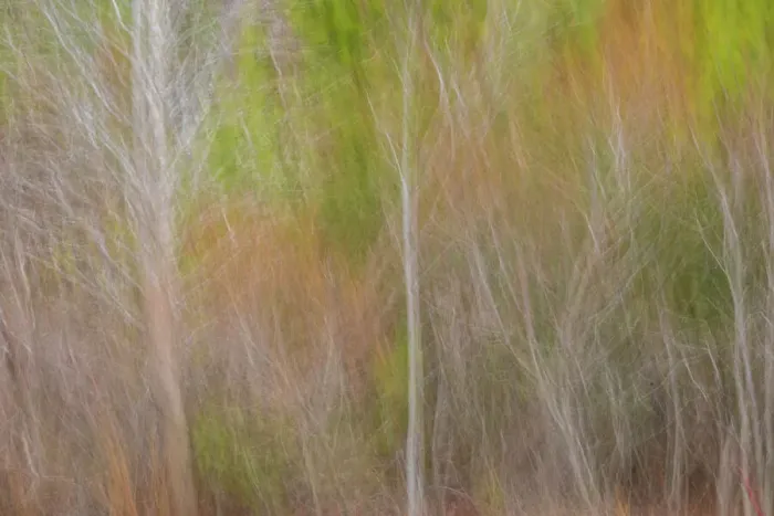 Framed Print : USA, New Jersey, Cape May. Abstract of trees in autumn foliage Framed Print : USA, New Jersey, Cape May. Abstract of trees in autumn foliage