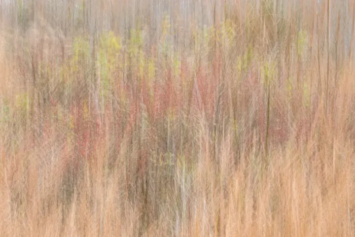 Framed Print : USA, New Jersey, Cape May. Abstract of trees in autumn foliage