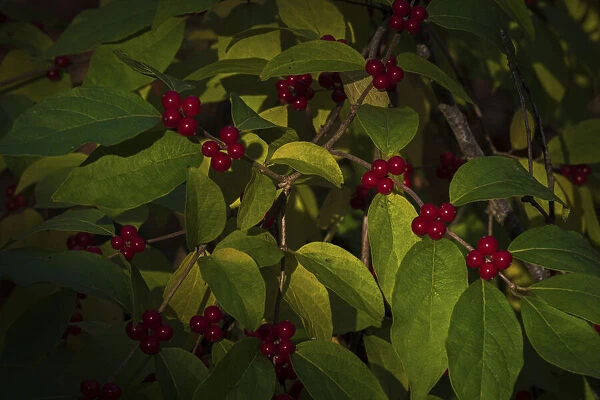 USA, New Jersey, Cape May. Close-up of green leaves and red berries