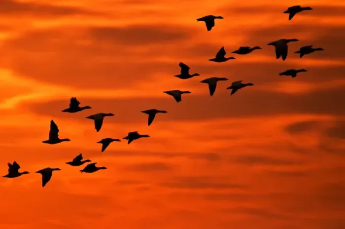 Framed Print : USA, New Jersey, Cape May. Flying birds silhouetted at sunrise Framed Print : USA, New Jersey, Cape May. Flying birds silhouetted at sunrise