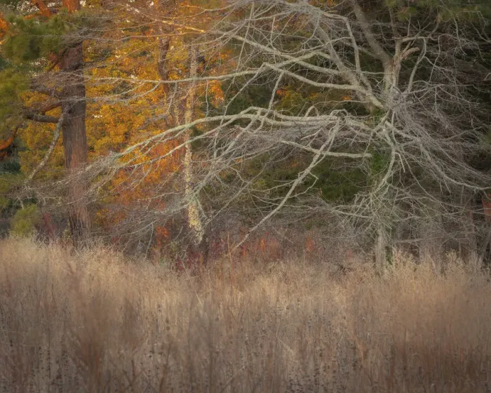 Framed Print : USA, New Jersey, Cape May. Ghostly tree shapes and grasses in autumn Framed Print : USA, New Jersey, Cape May. Ghostly tree shapes and grasses in autumn