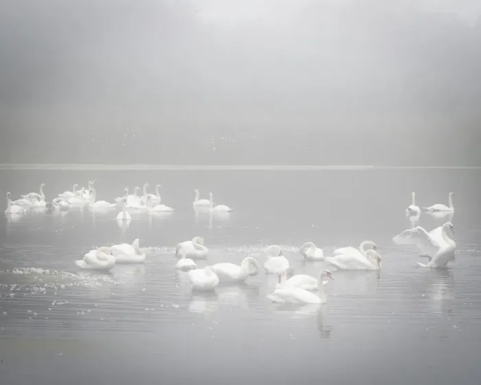 Framed Print : USA, New Jersey, Cape May National Seashore. Swans in foggy marsh