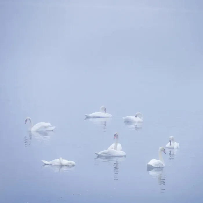 Framed Print : USA, New Jersey, Cape May National Seashore. Swans in foggy marsh