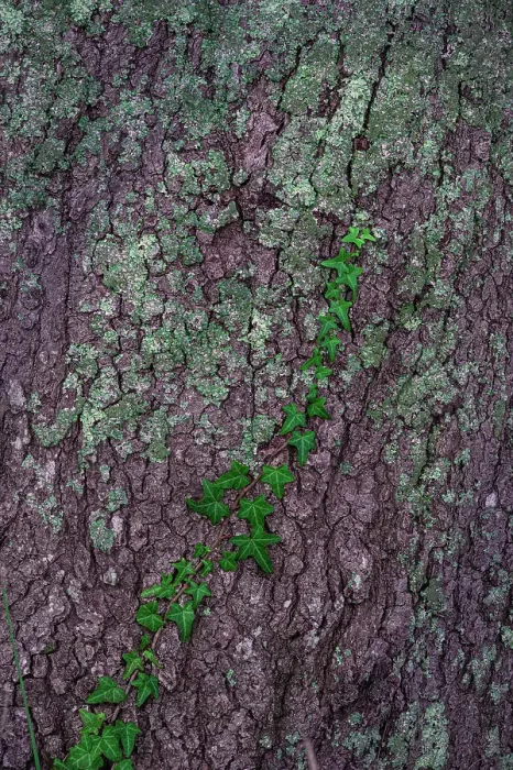Framed Print : USA, New Jersey, Cape May National Seashore. Close-up of vine on tree trunk Framed Print : USA, New Jersey, Cape May National Seashore. Close-up of vine on tree trunk
