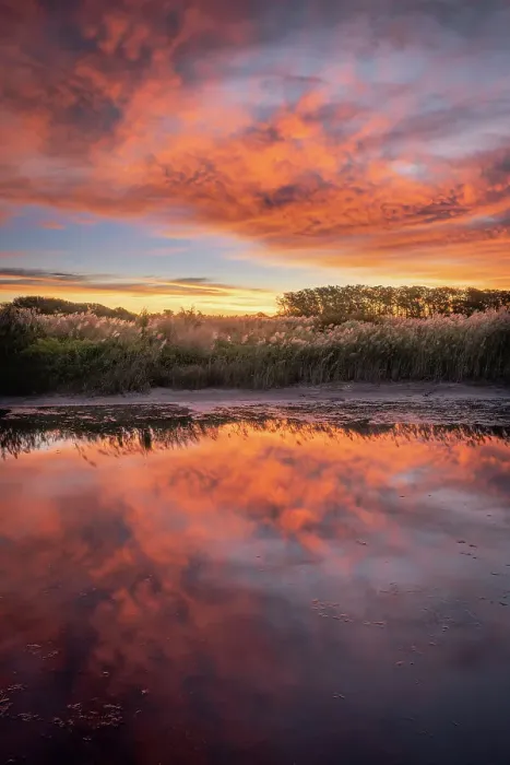Framed Print : USA, New Jersey, Cape May National Seashore. Sunrise on marsh Framed Print : USA, New Jersey, Cape May National Seashore. Sunrise on marsh