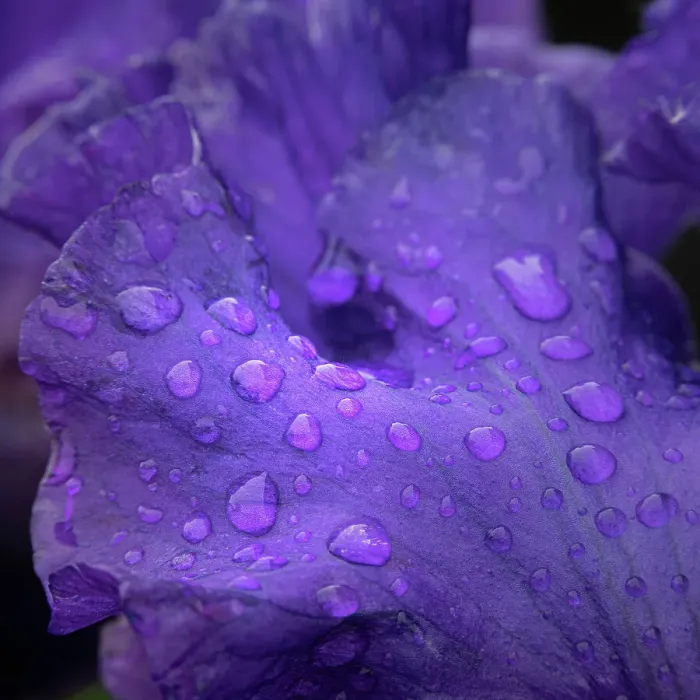 Framed Print : USA, New Jersey. Close-up of raindrops on iris petals. ©Jay O'Brien / Jaynes Gallery / DanitaDelimont.com Framed Print : USA, New Jersey. Close-up of raindrops on iris petals. ©Jay O'Brien / Jaynes Gallery / DanitaDelimont.com