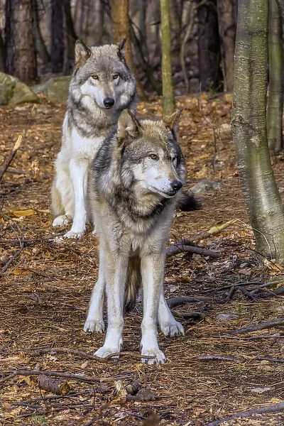 USA, New Jersey, Columbia, Lakota Wolf Preserve. Close-up of timber wolves. Credit as