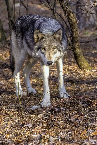 USA, New Jersey, Columbia, Lakota Wolf Preserve