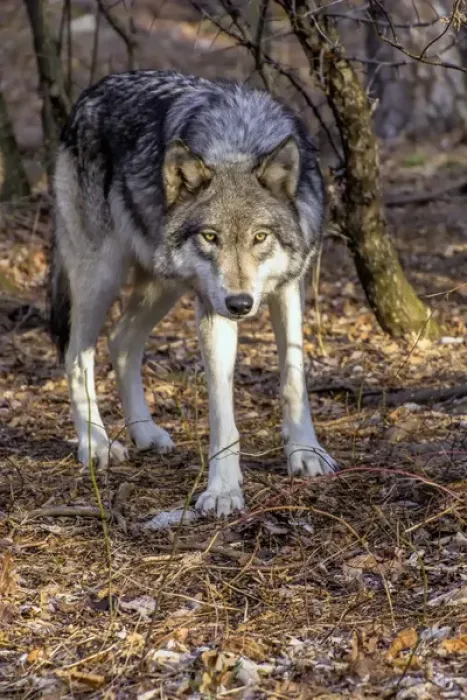Framed Print : USA, New Jersey, Columbia, Lakota Wolf Preserve Framed Print : USA, New Jersey, Columbia, Lakota Wolf Preserve