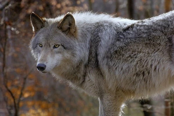 USA, New Jersey, Columbia, Lakota Wolf Preserve. Close-up of timber wolf. Credit as