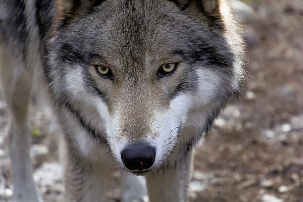 USA, New Jersey, Columbia, Lakota Wolf Preserve. Close-up of timber wolfs head