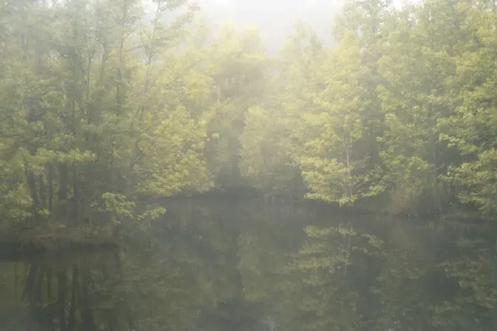 Framed Print : USA, New Jersey, Cox Hall Wildlife Management Area. Fog over lake and flowers