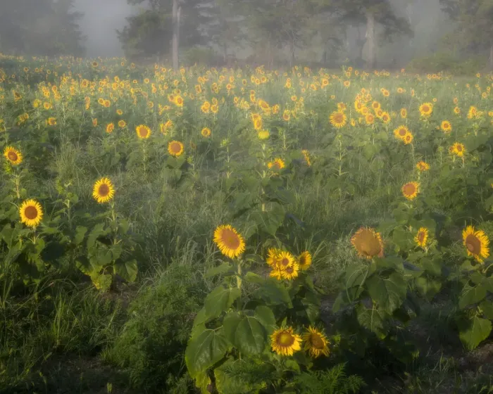 Framed Print : USA, New Jersey, Cox Hall Wildlife Management Area. Sunflowers in foggy meadow Framed Print : USA, New Jersey, Cox Hall Wildlife Management Area. Sunflowers in foggy meadow