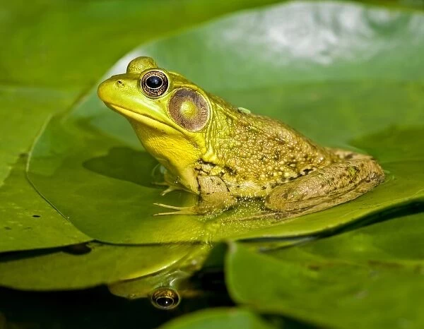 USA, New Jersey, Far Hills, Leonard J. Buck Garden. Green Frog with Leafhopper