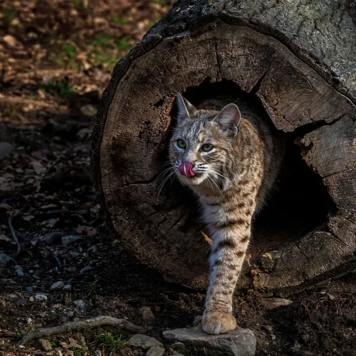 Framed Print : USA, New Jersey, Lakota Wolf Preserve. Bobcat emerges from hollow log