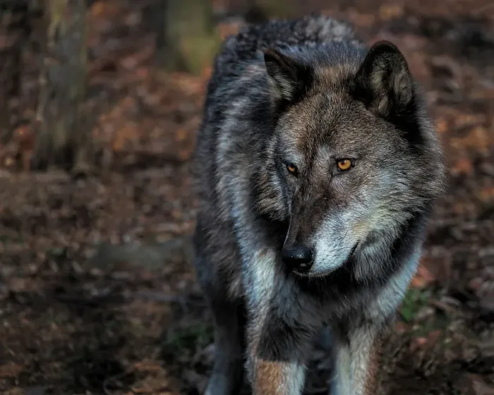 Framed Print : USA, New Jersey, Lakota Wolf Preserve. Close-up of wolf Framed Print : USA, New Jersey, Lakota Wolf Preserve. Close-up of wolf
