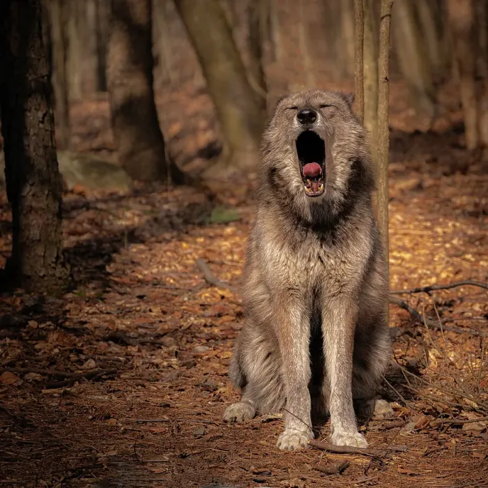 Framed Print : USA, New Jersey, Lakota Wolf Preserve. Close-up of yawning wolf Framed Print : USA, New Jersey, Lakota Wolf Preserve. Close-up of yawning wolf