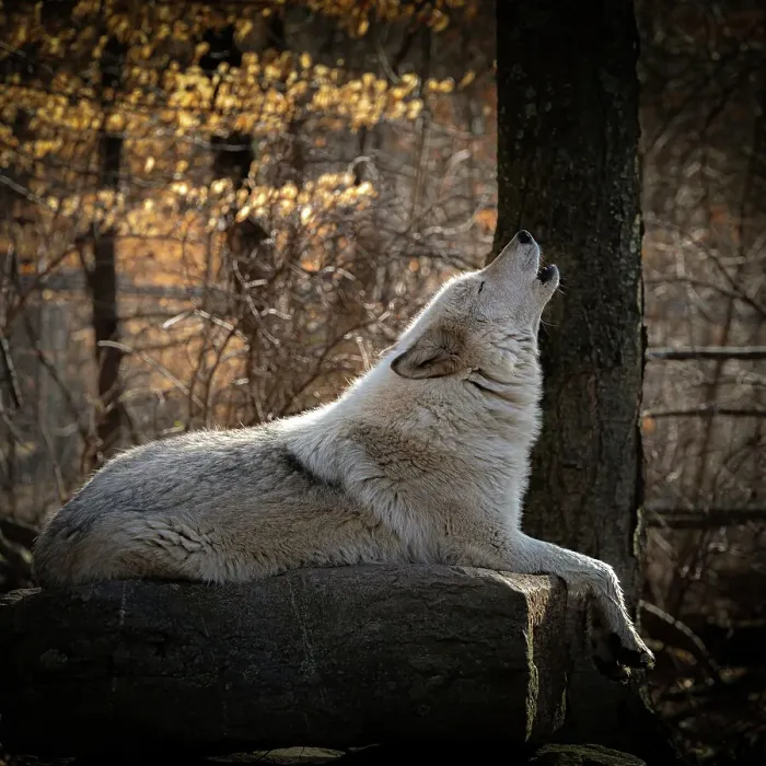 Framed Print : USA, New Jersey, Lakota Wolf Preserve. Close-up of howling wolf