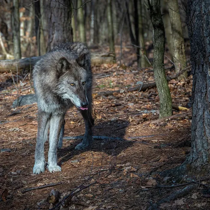 Framed Print : USA, New Jersey, Lakota Wolf Preserve. Close-up of wolf Framed Print : USA, New Jersey, Lakota Wolf Preserve. Close-up of wolf