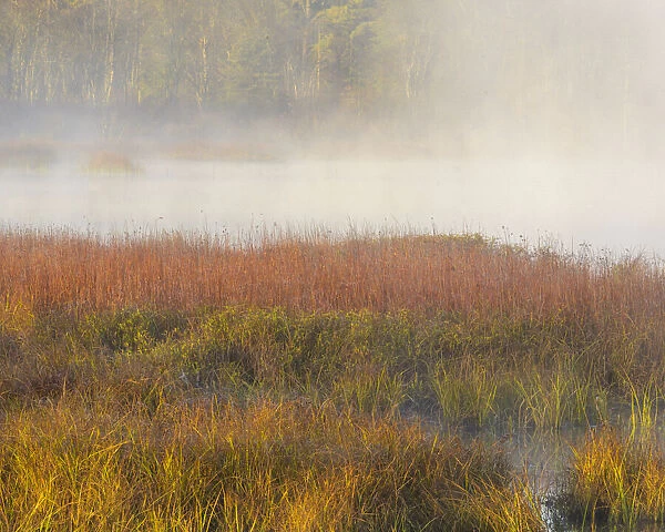 USA, New Jersey, Pine Barrens. March grasses and fog at sunrise