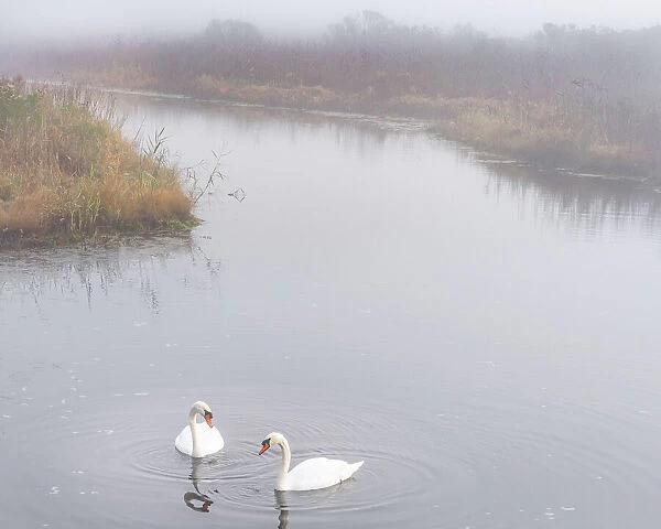 USA, New Jersey, Pine Barrens National Preserve. Swans in foggy marsh lake