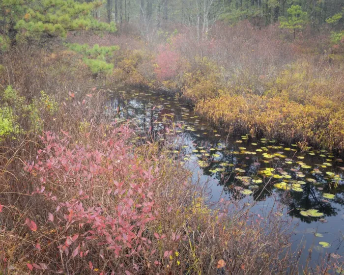 Framed Print : USA, New Jersey, Pine Barrens National Preserve. Pond in autumn-colored marsh