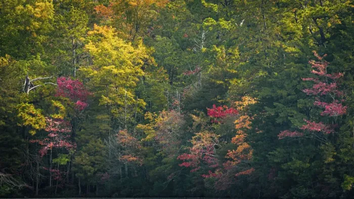 Framed Print : USA, New Jersey, Pine Barrens National Preserve. Autumn colors in forest