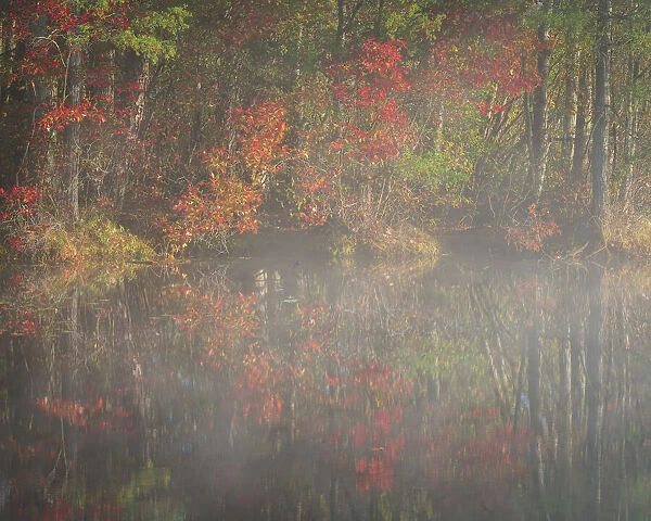 USA, New Jersey, Pine Barrens National Preserve. Foggy forest and lake landscape