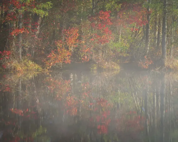 Framed Print : USA, New Jersey, Pine Barrens National Preserve. Foggy forest and lake landscape