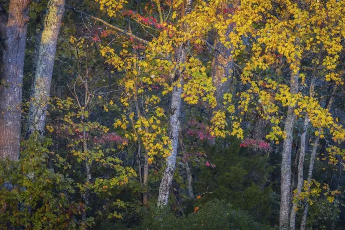 Framed Print : USA, New Jersey, Pine Barrens National Preserve. Autumn colors in forest