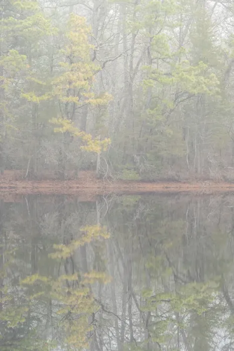 Framed Print : USA, New Jersey, Pine Barrens National Preserve. Foggy forest landscape reflects in lake