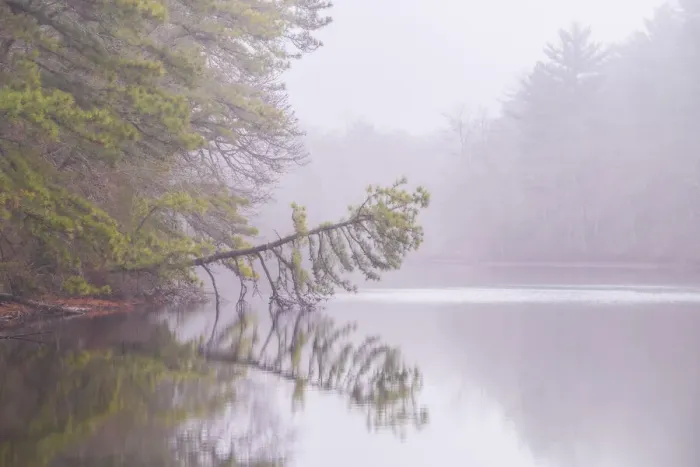 Framed Print : USA, New Jersey, Pine Barrens National Preserve. Foggy forest landscape reflects in lake Framed Print : USA, New Jersey, Pine Barrens National Preserve. Foggy forest landscape reflects in lake