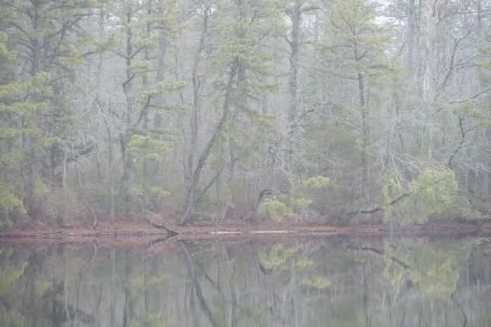 Framed Print : USA, New Jersey, Pine Barrens National Preserve. Foggy forest landscape reflects in lake Framed Print : USA, New Jersey, Pine Barrens National Preserve. Foggy forest landscape reflects in lake