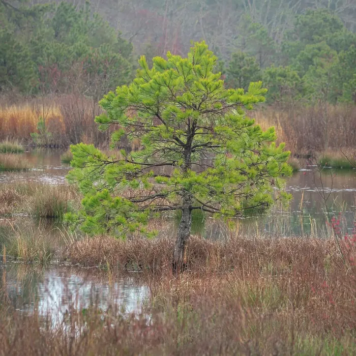 Framed Print : USA, New Jersey, Pine Barrens National Preserve. Pine trees in swamp Framed Print : USA, New Jersey, Pine Barrens National Preserve. Pine trees in swamp