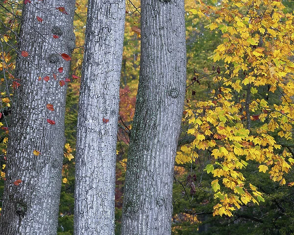 USA, New Jersey, Pine Barrens National Preserve. Trees and foliage in autumn