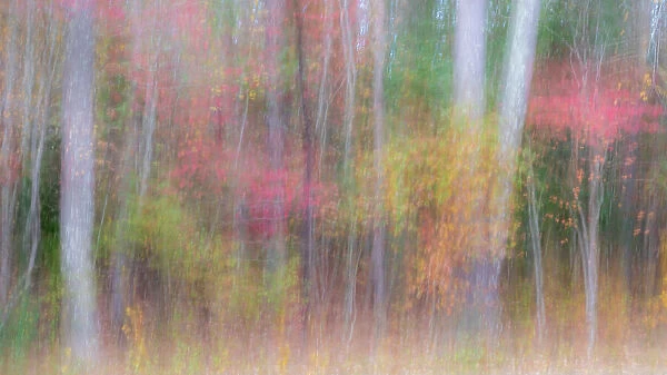 USA, New Jersey, Pine Barrens National Preserve. Forest abstract