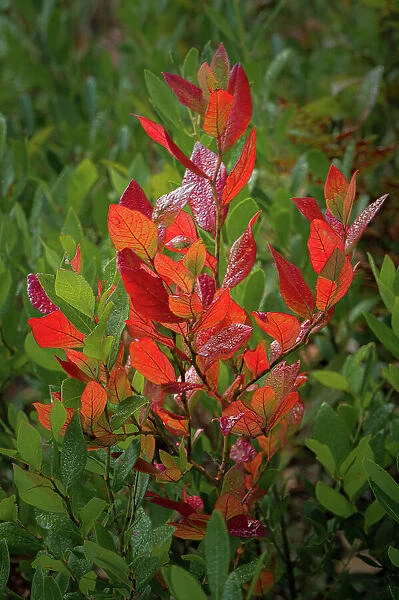 USA, New Jersey, Pine Barrens National Preserve. Close-up of autumn foliage