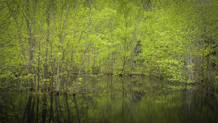 Framed Print : USA, New Jersey, Pine Barrens National Preserve. Spring forest reflects in pond. ©Jay O'Brien  /  Jaynes Gallery  /  DanitaDelimont.com
