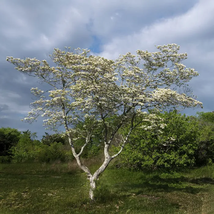 Framed Print : USA, New Jersey, Pine Barrens National Preserve. Close-up of blooming tree. ©Jay O'Brien  /  Jaynes Gallery  /  DanitaDelimont.com