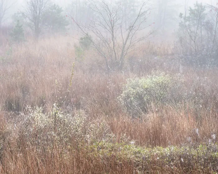 Framed Print : USA, New Jersey, Pine Barrens National Preserve. Fog over marsh in spring. ©Jay O'Brien / Jaynes Gallery / DanitaDelimont.com Framed Print : USA, New Jersey, Pine Barrens National Preserve. Fog over marsh in spring. ©Jay O'Brien / Jaynes Gallery / DanitaDelimont.com