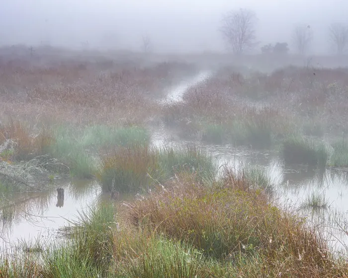 Framed Print : USA, New Jersey, Pine Barrens National Preserve. Fog over marsh in spring. ©Jay O'Brien  /  Jaynes Gallery  /  DanitaDelimont.com