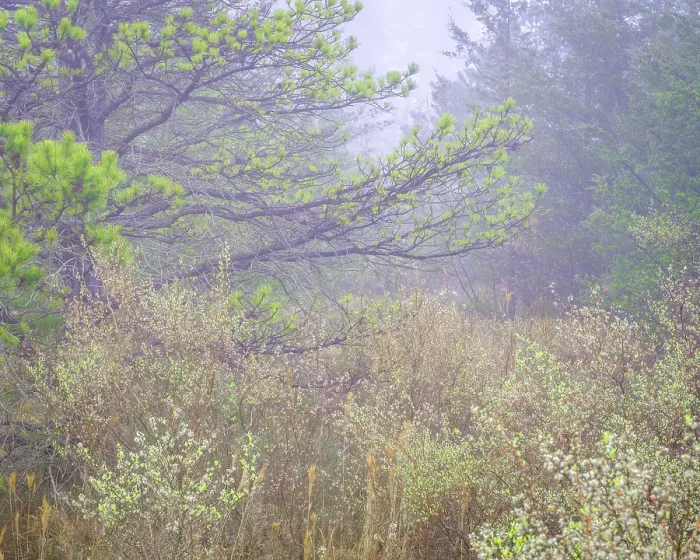 Framed Print : USA, New Jersey, Pine Barrens National Preserve. Foggy landscape with field and trees. ©Jay O'Brien / Jaynes Gallery / DanitaDelimont.com Framed Print : USA, New Jersey, Pine Barrens National Preserve. Foggy landscape with field and trees. ©Jay O'Brien / Jaynes Gallery / DanitaDelimont.com