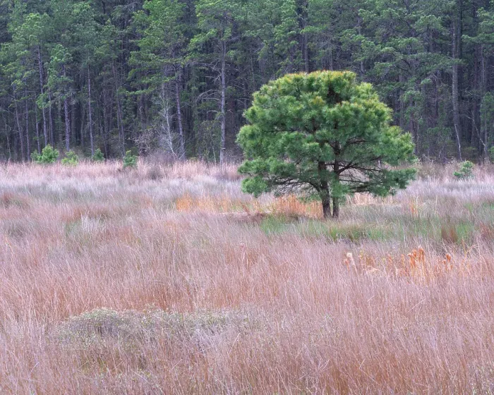 Framed Print : USA, New Jersey, Pine Barrens National Preserve. Landscape with grassy field and trees. ©Jay O'Brien  /  Jaynes Gallery  /  DanitaDelimont.com